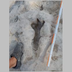 DSCN0458cr Mud collapsed metatarsal track.jpg